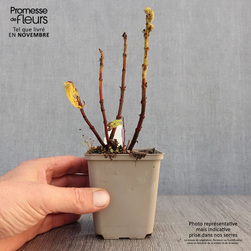 Boehmeria biloba - False Nettle 8/9 cm pot sample as delivered in autumn