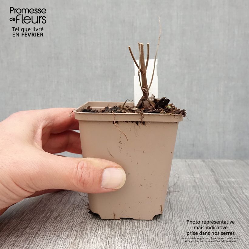 Boehmeria platanifolia - False Nettle 8/9 cm pot sample as delivered in winter