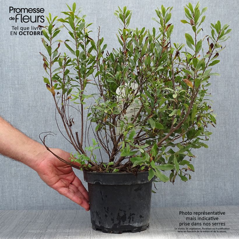 Myrica gale 2L/3L pot sample as delivered in autumn