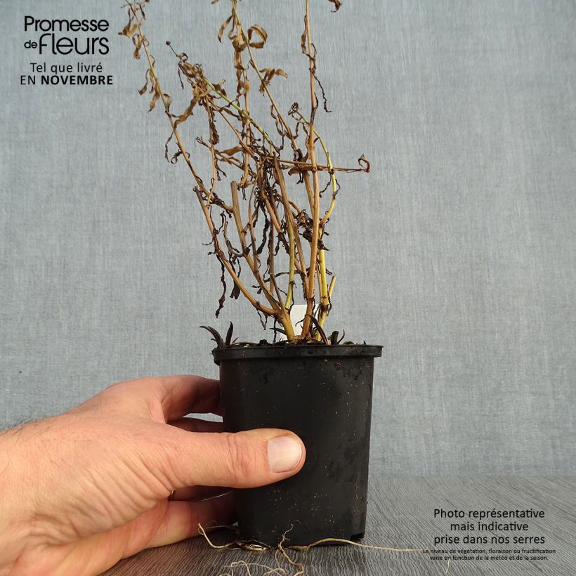 Boltonia asteroides Snowbank 8/9 cm pot sample as delivered in autumn