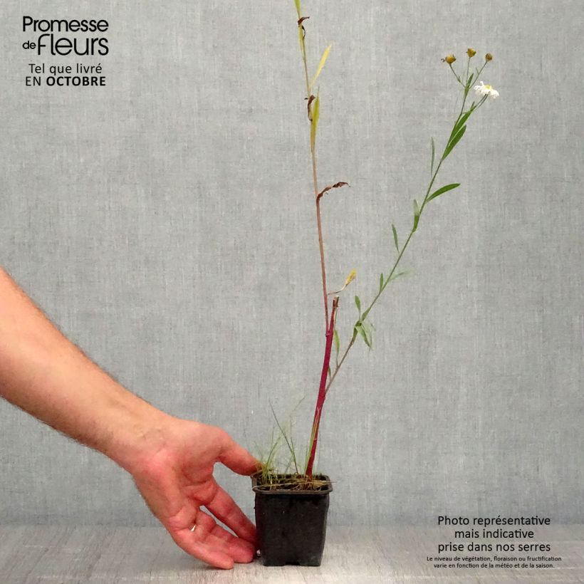 Boltonia asteroides Latisquama 8/9 cm pot sample as delivered in autumn