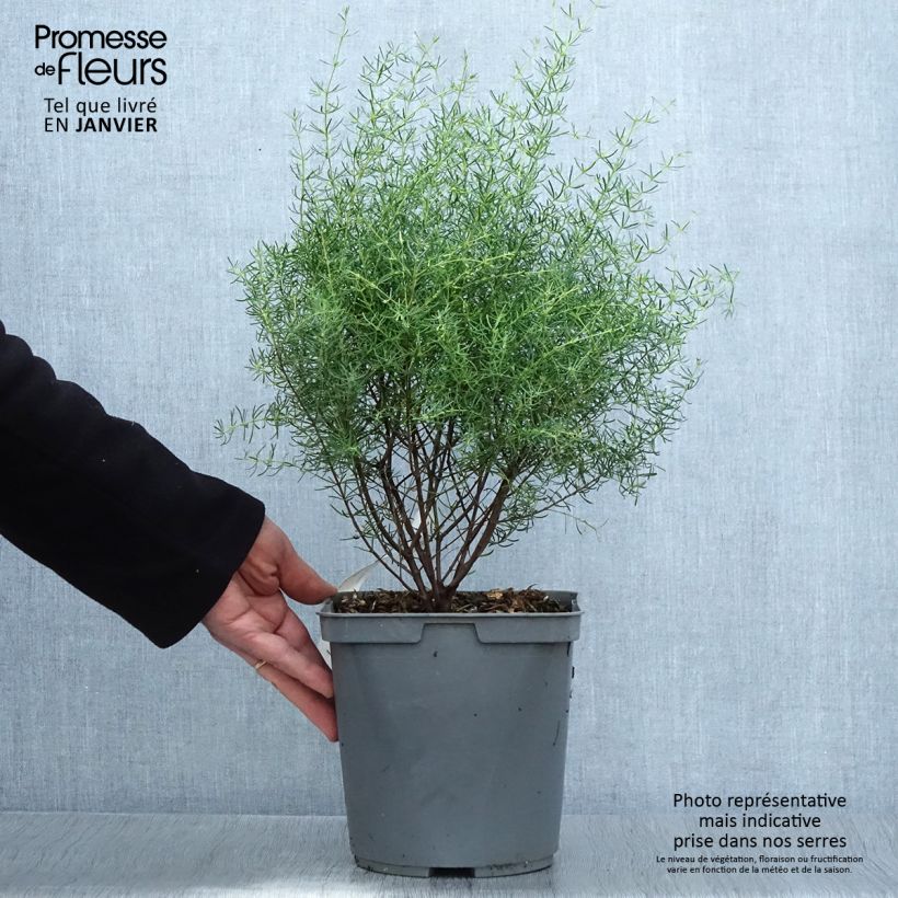 Boronia megastigma Tui 4L/5L pot sample as delivered in winter