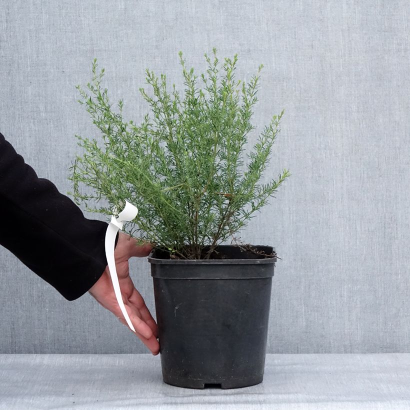 Boronia pilosa Rose Blossom 4L/5L pot sample as delivered in winter