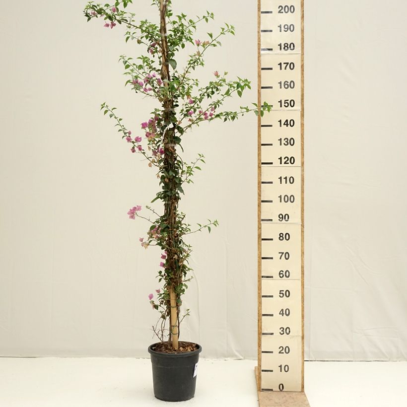 Bougainvillea glabra Sanderiana 'Alexandra' 7.5L/10L pot sample as delivered in spring