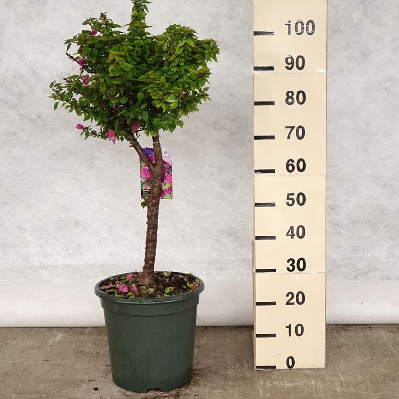Bougainvillea x hybrida Mini Thaï 7.5L/10L pot sample as delivered in spring