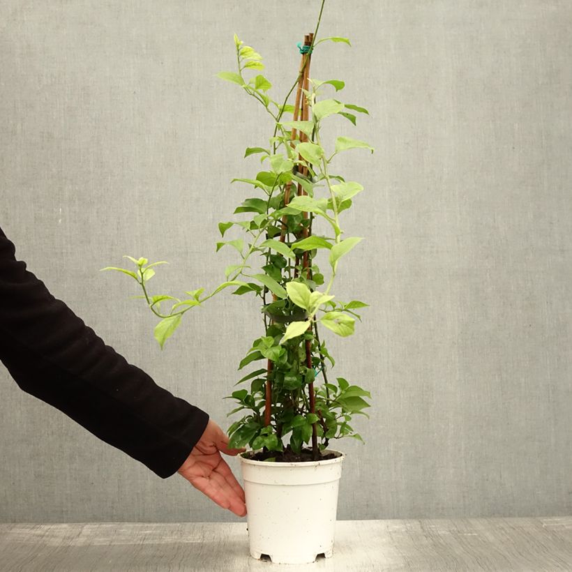Bougainvillea spectabilis White 2L/3L pot sample as delivered in autumn