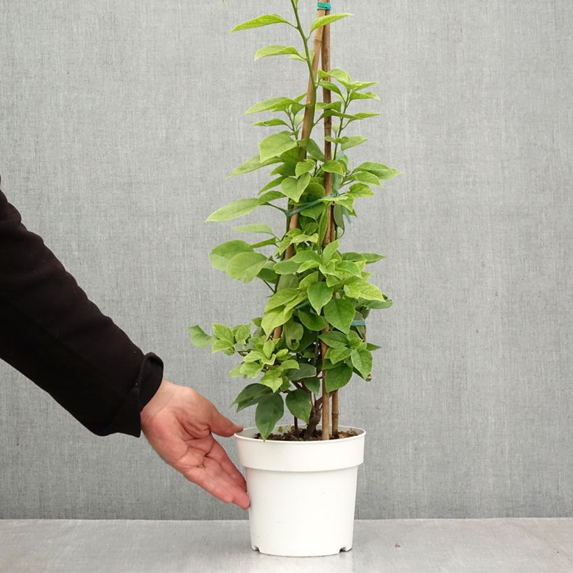 Bougainvillea spectabilis White Pink 2L/3L pot sample as delivered in autumn