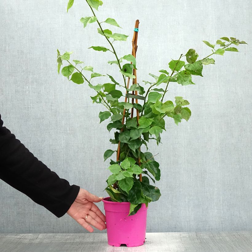 Bougainvillea spectabilis Purple Violet 2L/3L pot sample as delivered in autumn
