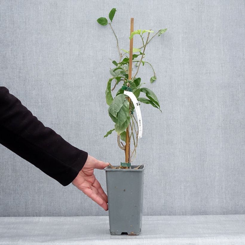 Bougainvillea spectabilis x glabra Violet de Mèze 1.5L/2L pot sample as delivered in winter