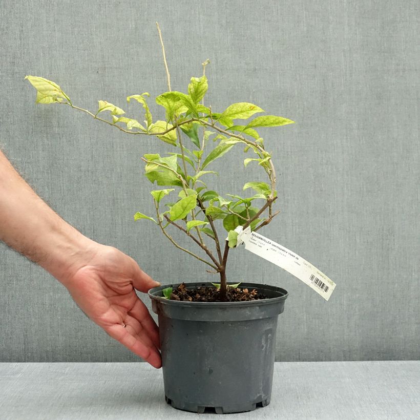 Bougainvillea spectabilis x glabra Violet de Mèze 3L/4L pot sample as delivered in autumn