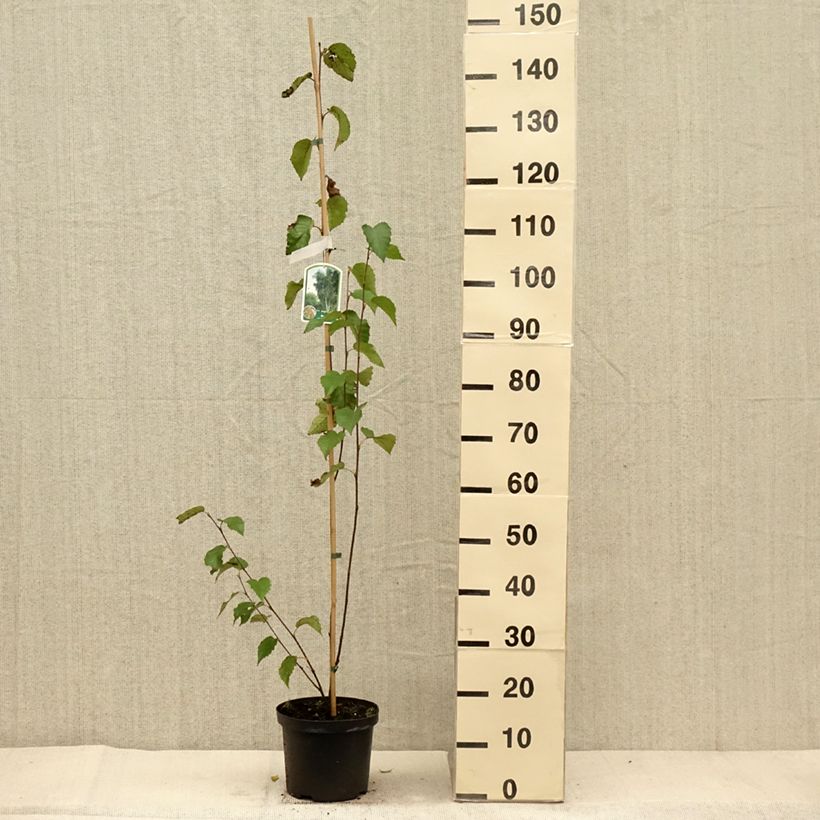 Betula albosinensis Fascination - Birch 2L/3L pot sample as delivered in autumn