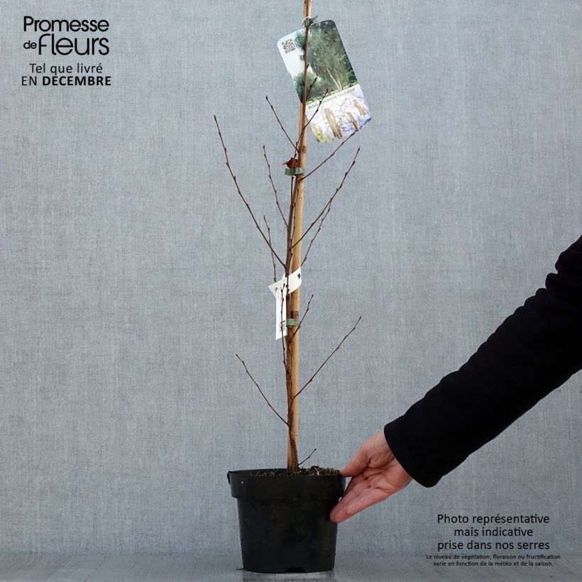 Betula albosinensis Fascination - Birch 2L/3L pot sample as delivered in winter