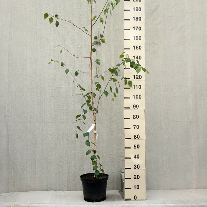 Betula utilis var. jacquemontii - Himalayan Birch 4L/5L pot sample as delivered in summer