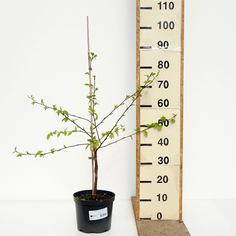 Betula utilis var. prattii - Himalayan Birch 4L/5L pot sample as delivered in spring