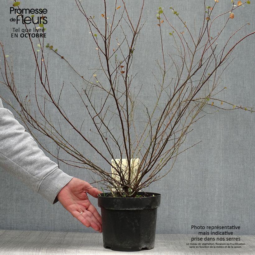 Betula nana - Dwarf Birch 2L/3L pot sample as delivered in autumn