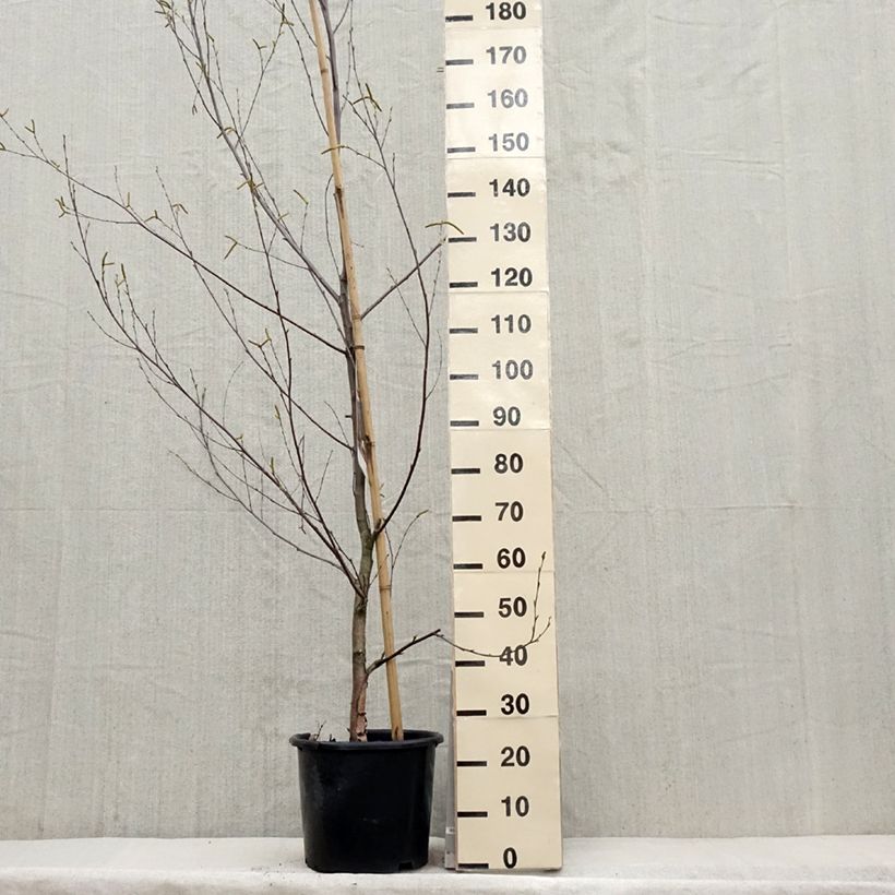 Betula nigra Heritage - Birch 7.5L/10L pot sample as delivered in spring