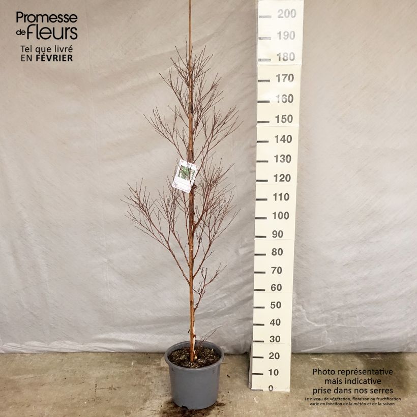 Betula nigra - Birch 7.5L/10L pot sample as delivered in winter