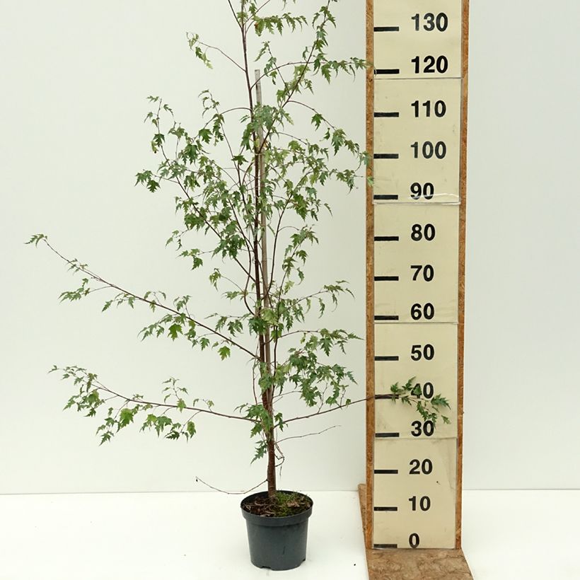 Betula pendula Crispa - Birch 2L/3L pot sample as delivered in summer
