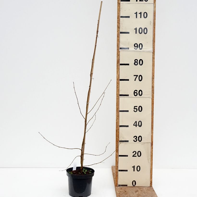Betula pendula Crispa - Birch 2L/3L pot sample as delivered in winter