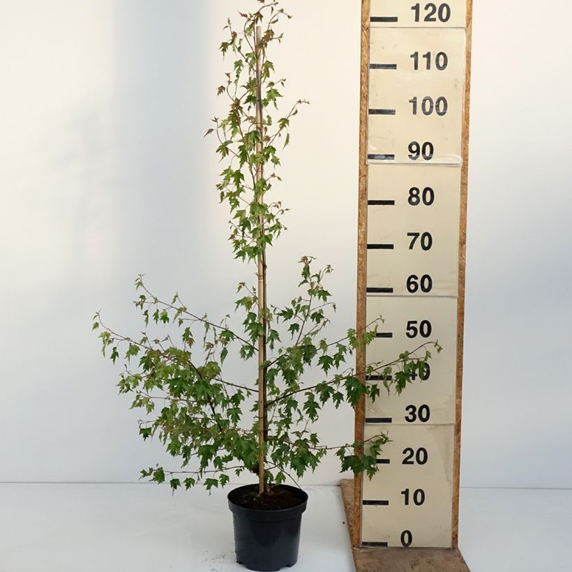 Betula pendula Crispa - Birch 2L/3L pot sample as delivered in spring