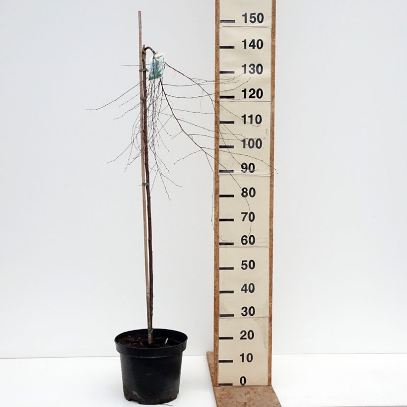 Betula pendula Gracilis - Weeping Birch 4L/5L pot, Standard sample as delivered in winter