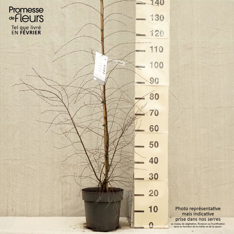 Betula pendula Karaca - Birch 7.5L/10L pot sample as delivered in winter
