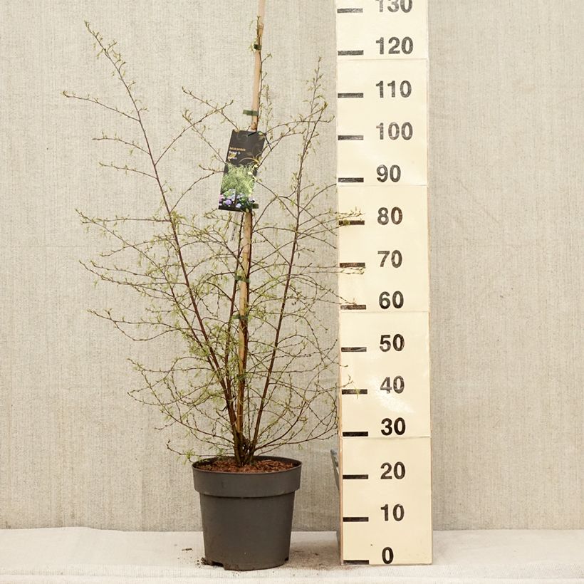 Betula pendula Karaca - Birch 7.5L/10L pot sample as delivered in spring