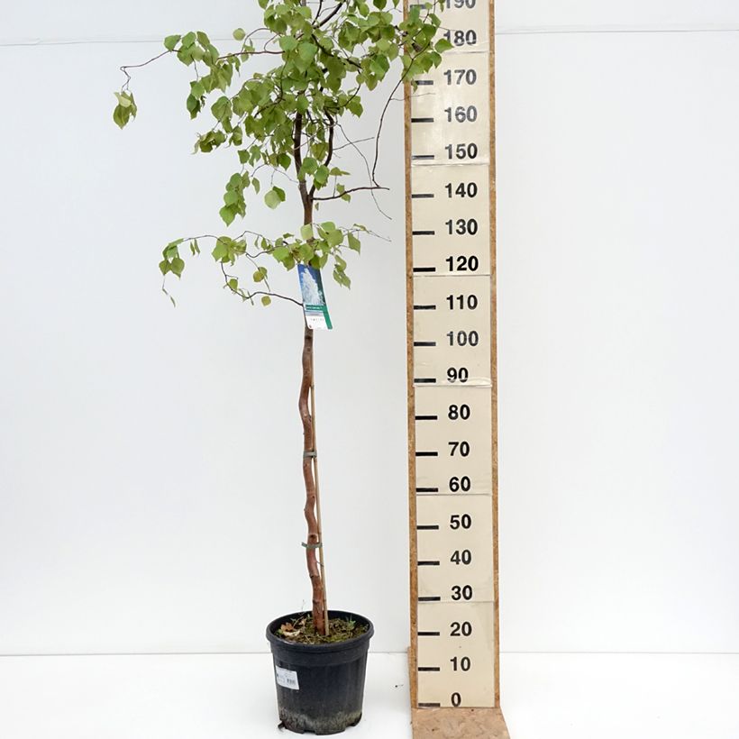 Betula pendula Spider Alley - Birch 7.5L/10L pot sample as delivered in summer