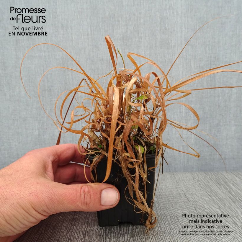 Bouteloua curtipendula 8/9 cm pot sample as delivered in autumn