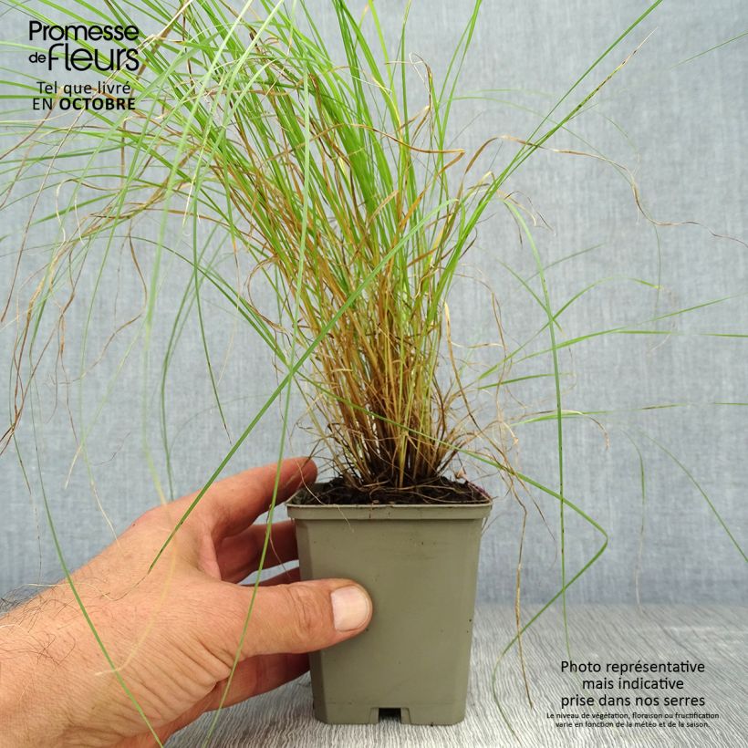 Bouteloua gracilis 8/9 cm pot sample as delivered in autumn