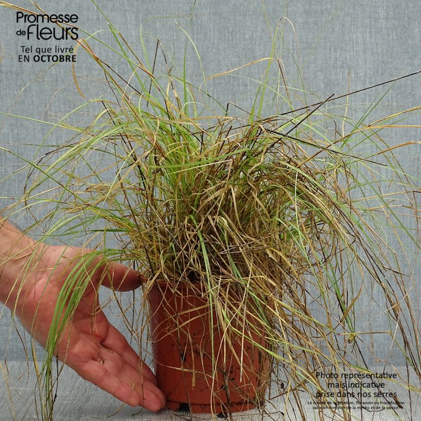 Bouteloua gracilis 1.5L/2L pot sample as delivered in autumn