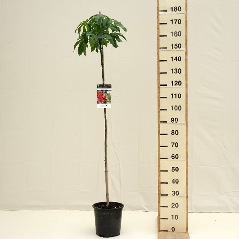 Brachychiton acerifolius 7.5L/10L pot sample as delivered in spring