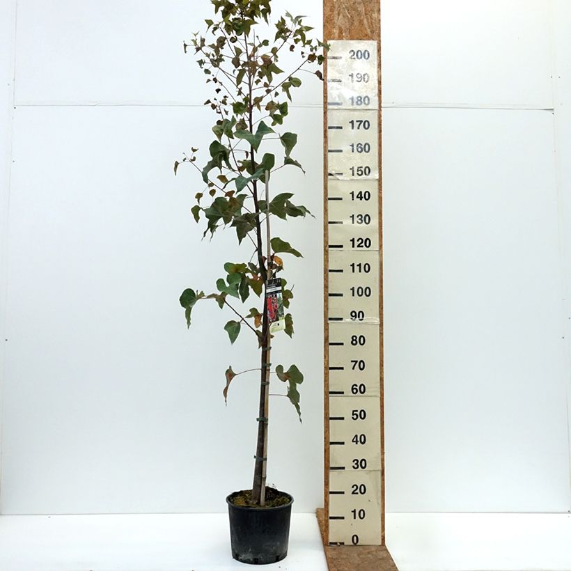 Brachychiton populneus 7.5L/10L pot sample as delivered in autumn