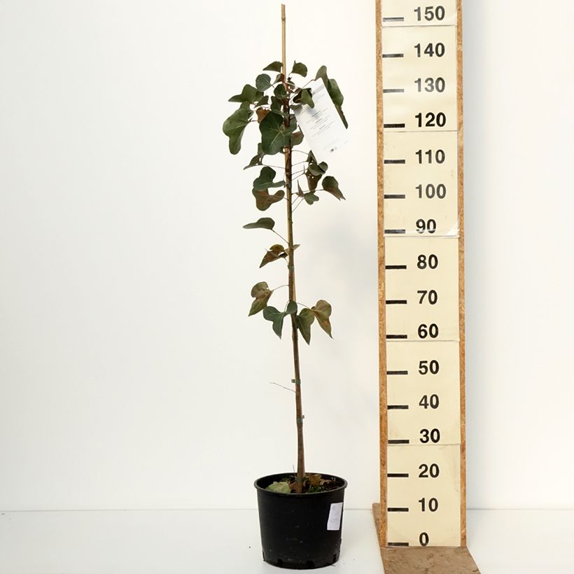 Brachychiton populneus 7.5L/10L pot sample as delivered in winter