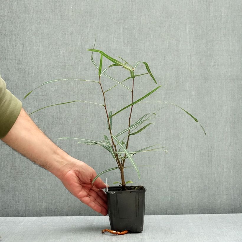 Brachychiton rupestris - Queensland bottle tree 1L/1.5L pot sample as delivered in autumn