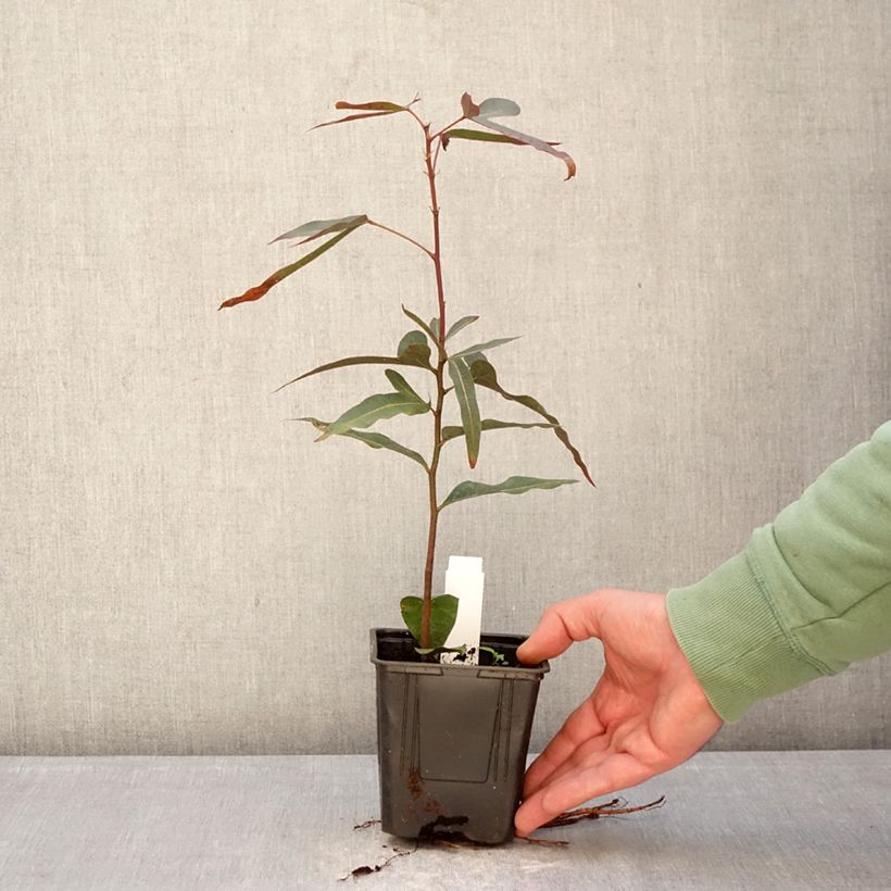 Brachychiton rupestris - Queensland bottle tree 1L/1.5L pot sample as delivered in winter