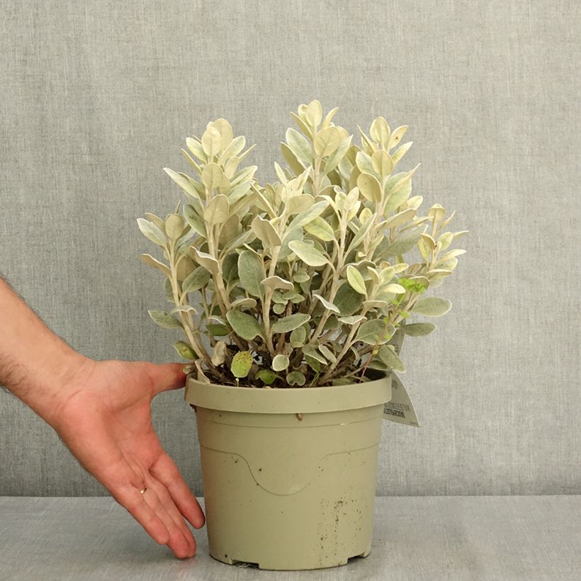 Brachyglottis Walbertons Silver Dormouse 3L/4L pot sample as delivered in summer