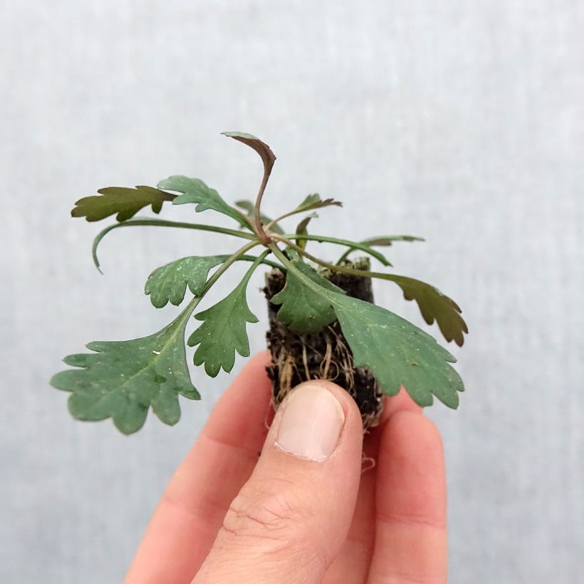 Brachyscome multifida Fresco Bright Pink - Cut-leaf Daisy Plug plant 3/4cm sample as delivered in spring