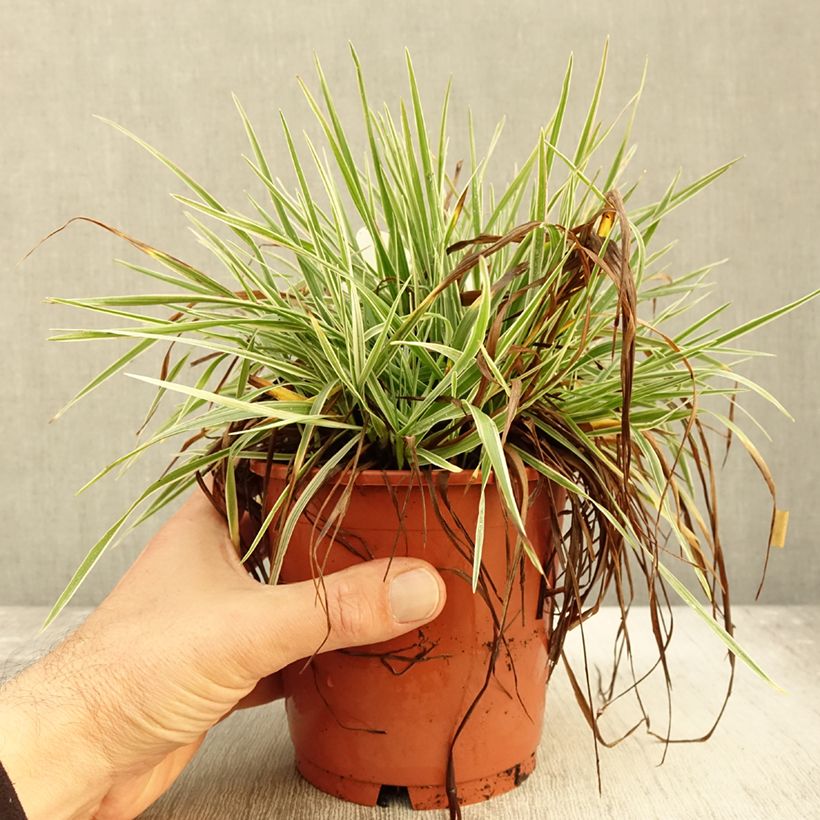 Briza media Zitterzebra 1L/1.5L pot sample as delivered in autumn