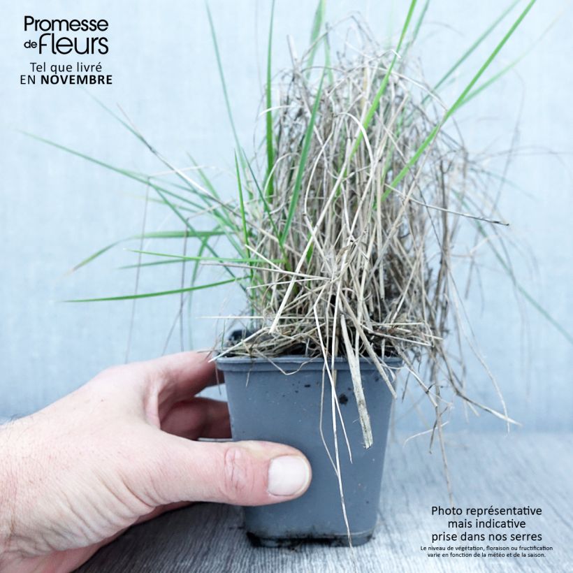 Briza triloba - Quake grass 8/9 cm pot sample as delivered in autumn