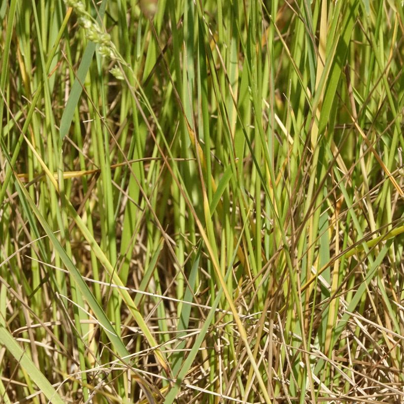 Briza triloba - Quake grass (Foliage)