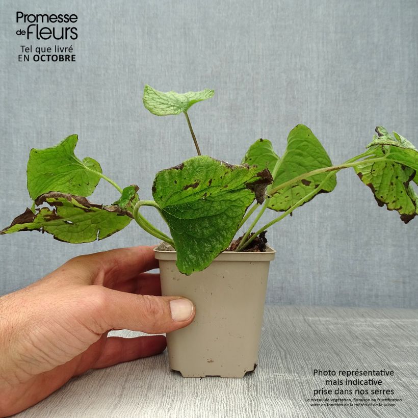 Brunnera macrophylla Alexanders Great - Siberian Bugloss 8/9 cm pot sample as delivered in autumn