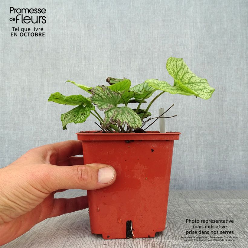 Brunnera macrophylla Alexanders Great - Siberian Bugloss 1L/1.5L pot sample as delivered in autumn