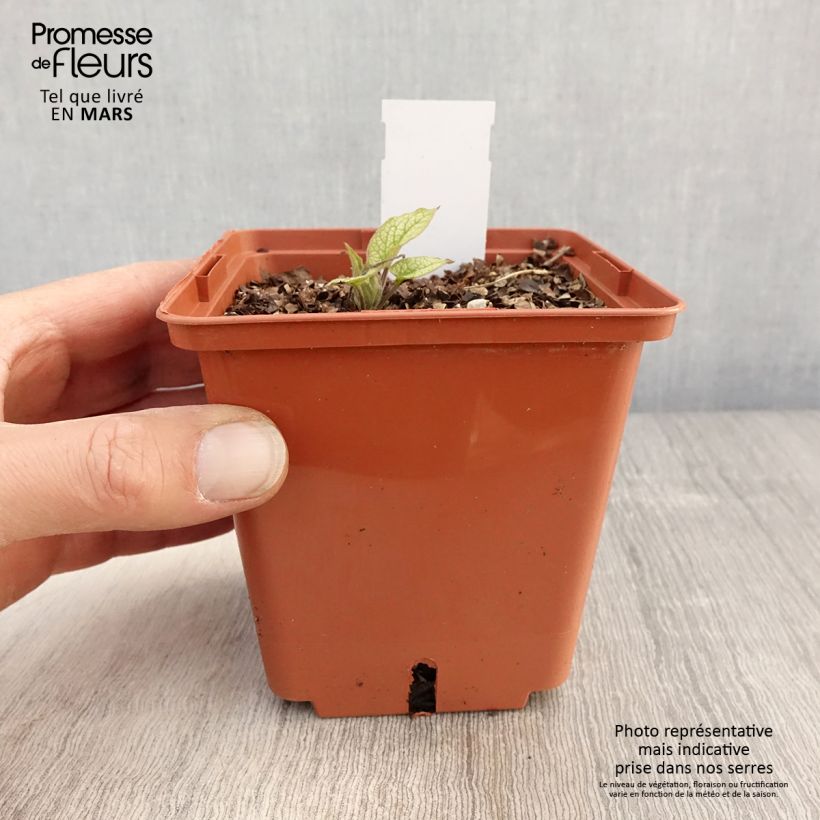 Brunnera macrophylla Alexanders Great - Siberian Bugloss 1L/1.5L pot sample as delivered in spring