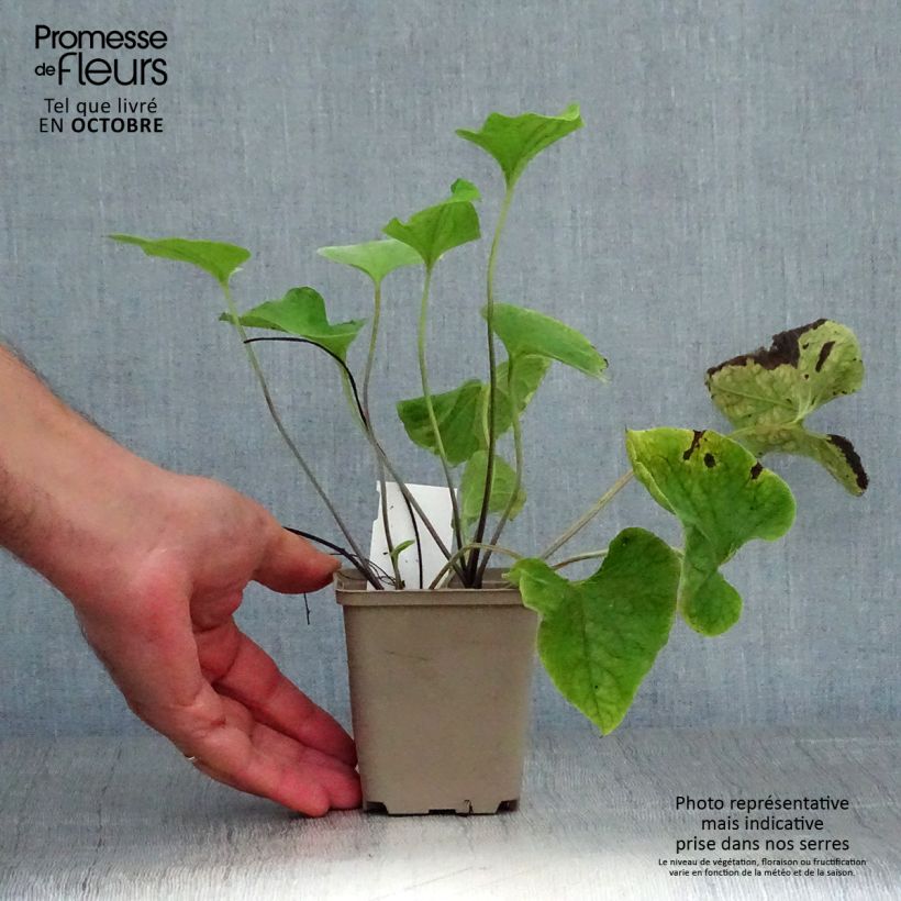 Brunnera macrophylla Hadspen Cream - Siberian Bugloss 8/9 cm pot sample as delivered in autumn