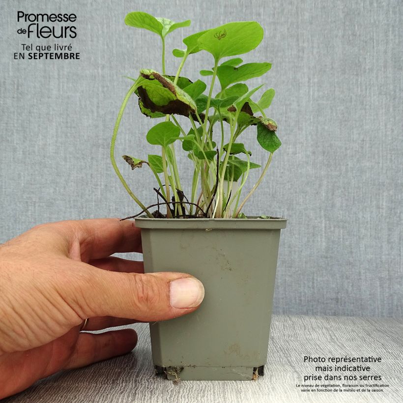 Brunnera macrophylla Jack Frost - Siberian Bugloss 7/8 cm pot sample as delivered in autumn