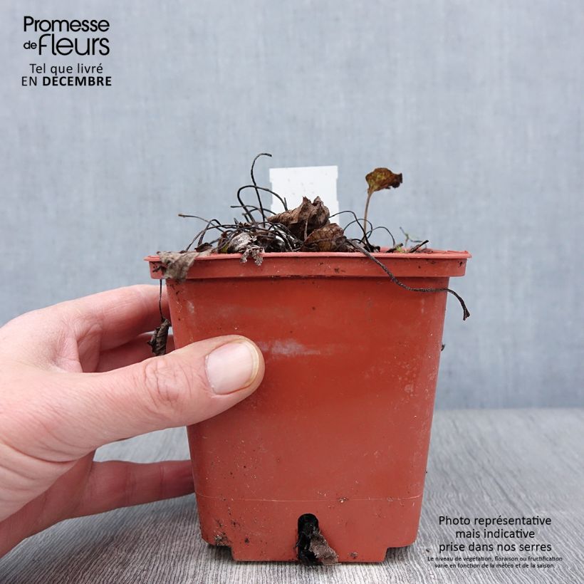Brunnera macrophylla Jack of Diamonds - Siberian Bugloss 1L/1.5L pot sample as delivered in autumn
