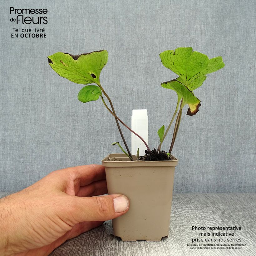 Brunnera macrophylla Langtrees - Siberian Bugloss 8/9 cm pot sample as delivered in autumn