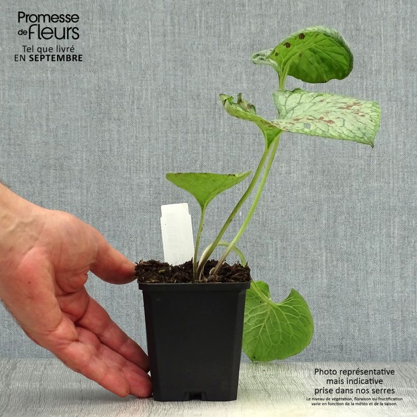 Brunnera macrophylla Looking Glass - Siberian Bugloss 8/9 cm pot sample as delivered in autumn