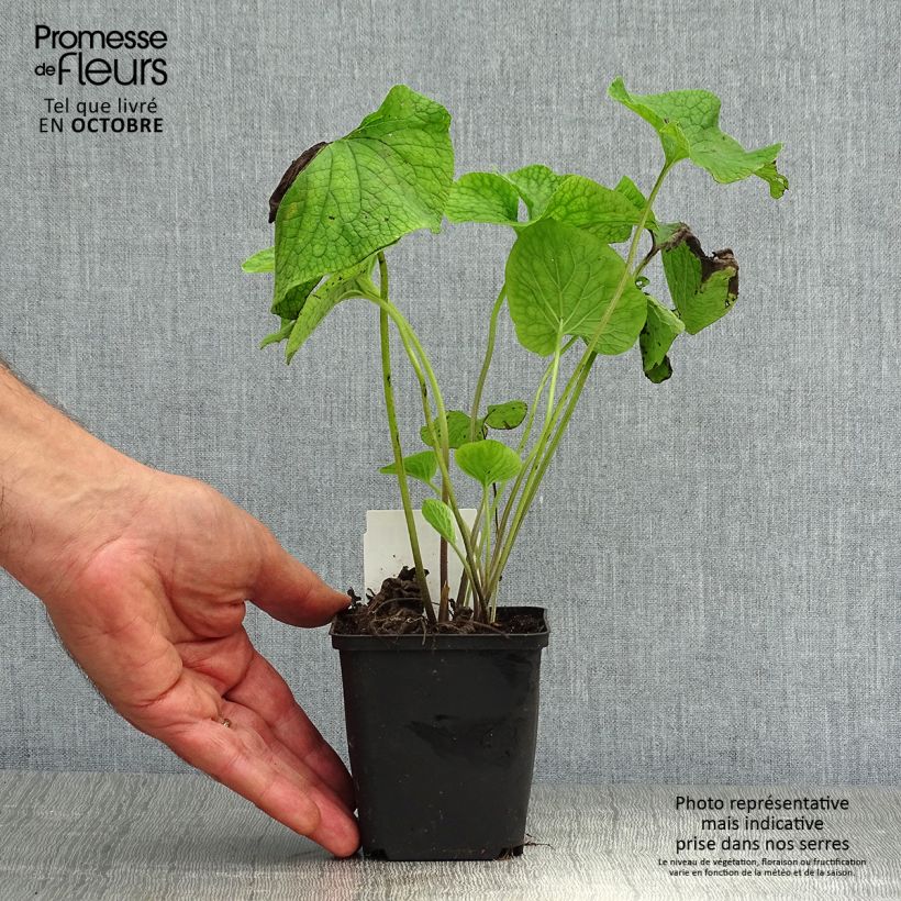 Brunnera macrophylla - Siberian Bugloss 8/9 cm pot sample as delivered in autumn